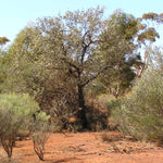Incense x Subtle Bodies — Western Australia Sandalwood
