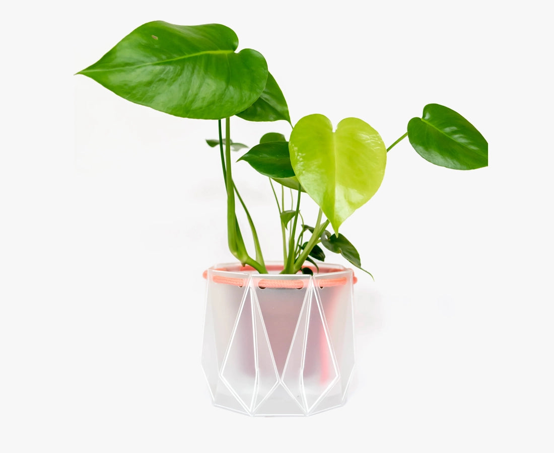 Medium POTR Self-Watering Plant Pot Clear with Coral Rope