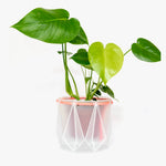 Medium POTR Self-Watering Plant Pot Clear with Coral Rope