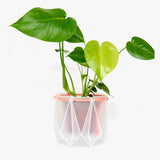 Medium POTR Self-Watering Plant Pot Clear with Coral Rope