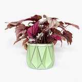 Medium POTR Self-Watering Plant Pot Pistachio