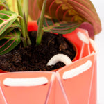Medium POTR Self-Watering Plant Pot Coral