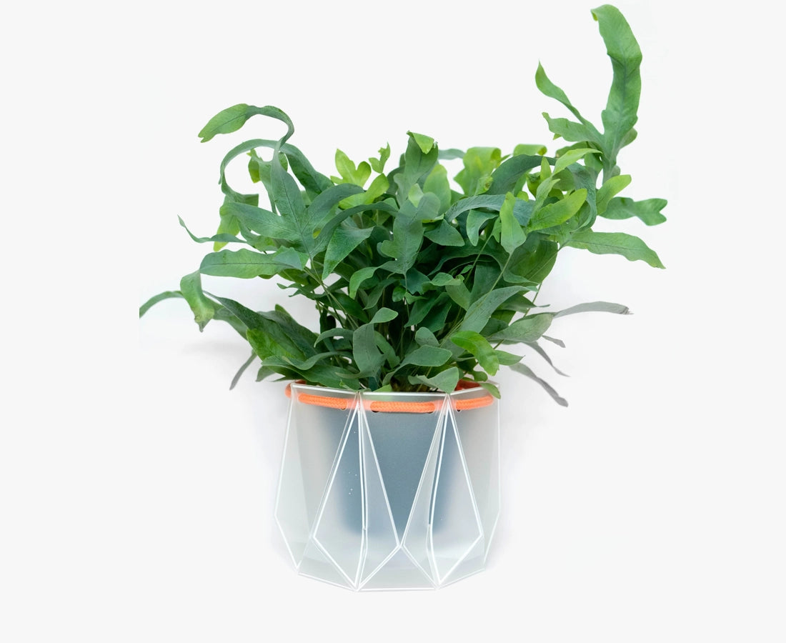 Large POTR Self-Watering Plant Pot Clear with Coral Cord