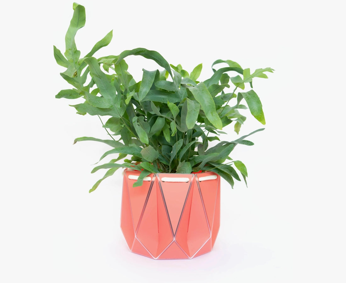 Large POTR Self-Watering Plant Pot Coral