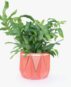Large POTR Self-Watering Plant Pot Coral