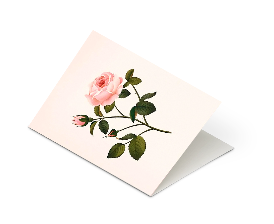 Botanical Scented Greeting Card Rose