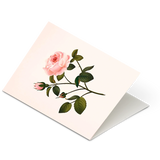 Botanical Scented Greeting Card Rose